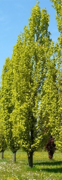 buk dawyck gold - odmiana o jasnych zielono-żółtych liściach